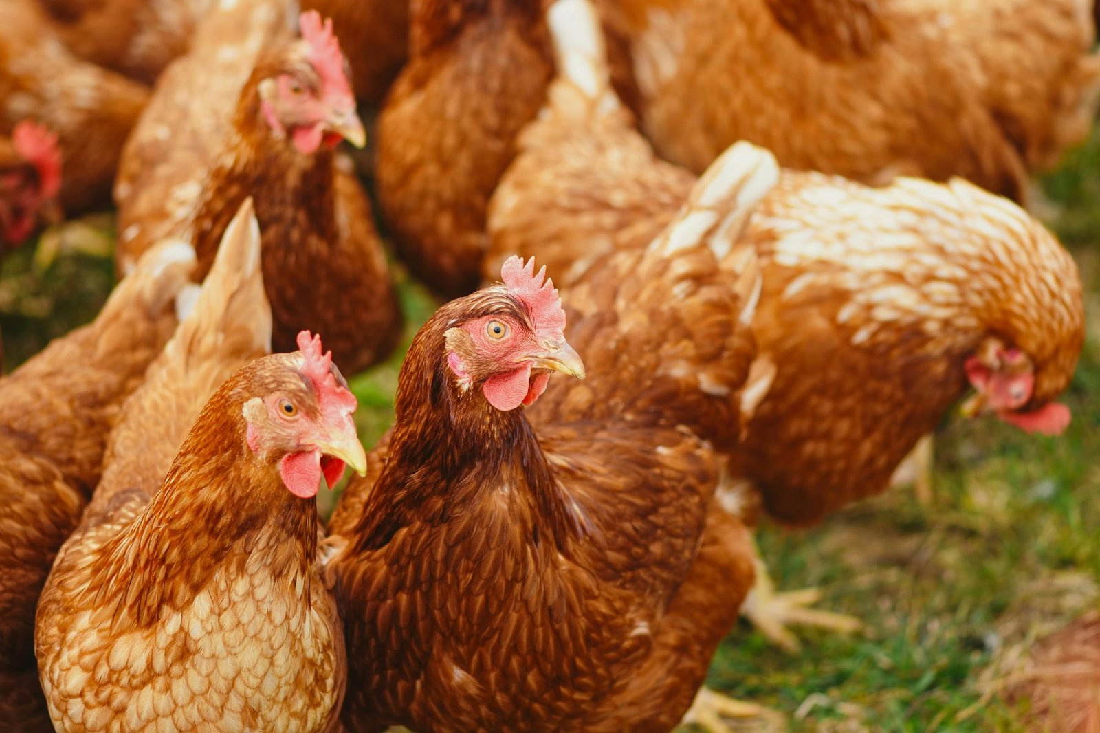 Poultry & Livestock