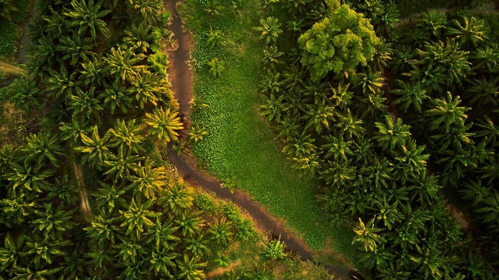 Palm Oil Industry